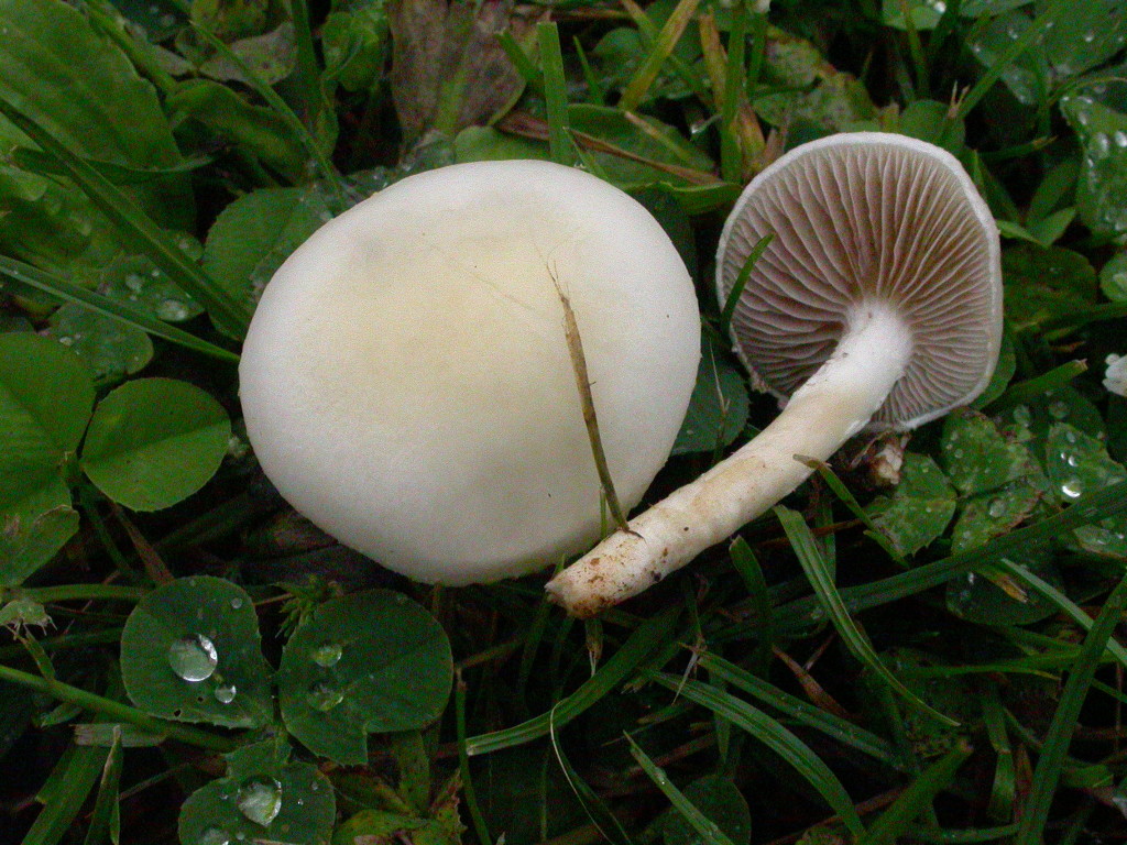 Agrocybe des pelouses 15/06/2015